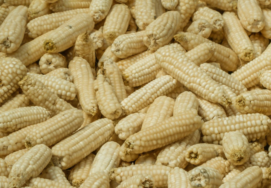 Maize