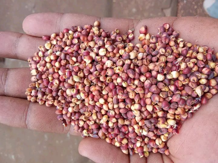 Sorghum